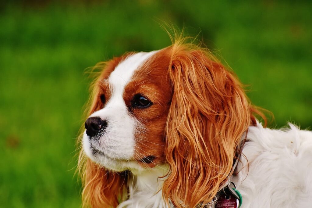 Cavalier King Charles Spaniel, raça de cachorro de pequeno porte, com pelagem longa e sedosa, cor tigrado.