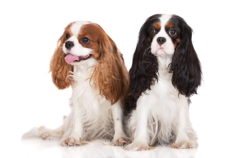 Cavalier King Charles Spaniel, raça de cachorro de pequeno porte, com pelagem longa e sedosa, cor tigrado.