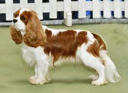 Cavalier King Charles Spaniel, raça de cachorro de pequeno porte, com pelagem longa e sedosa, cor tigrado.