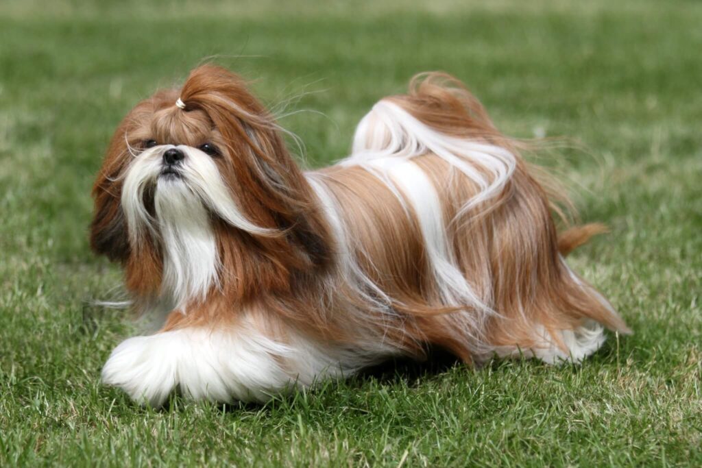 Shih Tzu, cachorro de raça, com pelagem longa e espessa, cor branca.