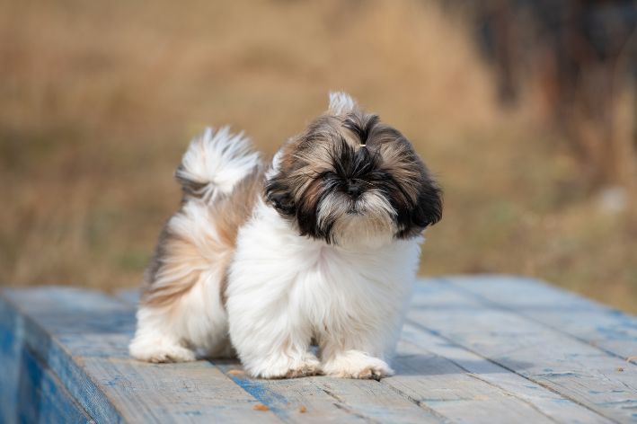 Shih Tzu, cachorro de raça, com pelagem longa e espessa, cor branca.